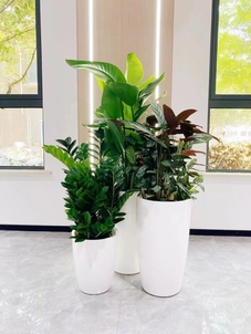 寻找宁波鄞州绿植租赁？这里有超棒的绿色解决方案！